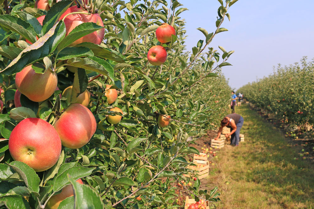 Labour for fruit picking and farm labour