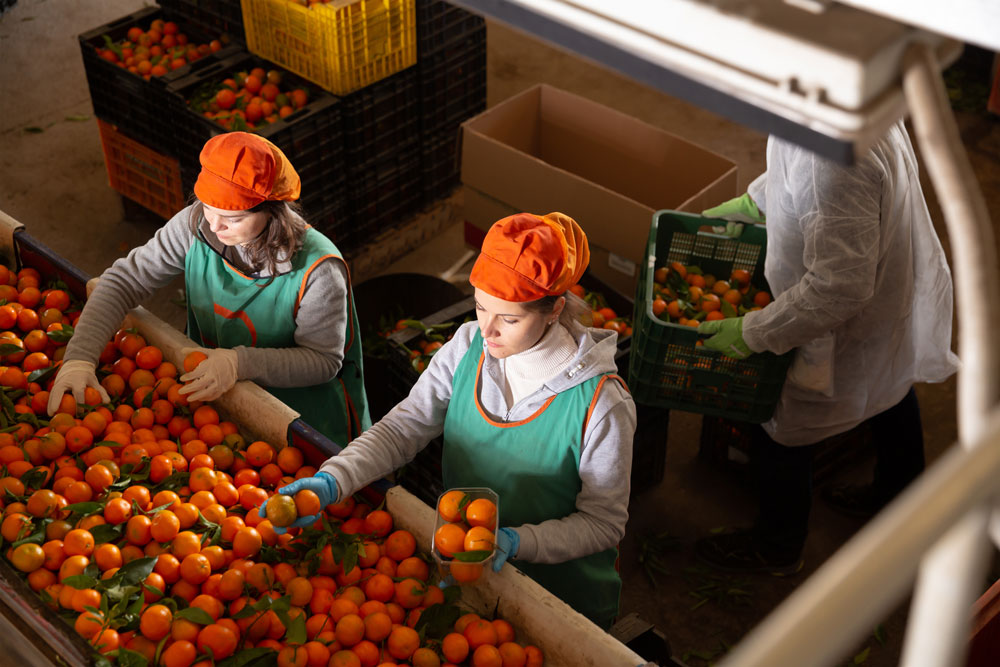 labour for warehouse fruit sorting